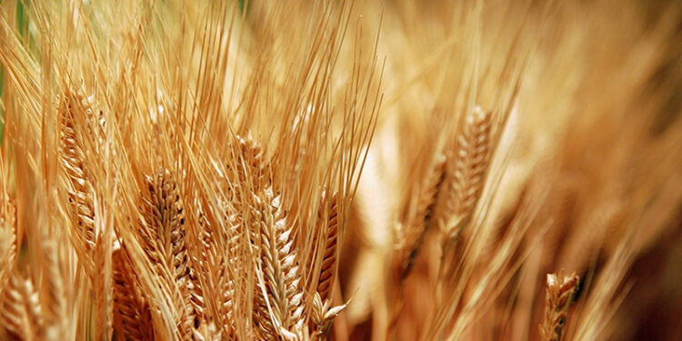 وزير التموين يعلن بدء موسم حصاد القمح المحلي رسميًا غدًا