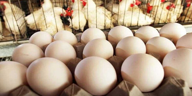 جهاز الإحصاء : 15.3 مليار بيضة انتاج مصر خلال عام