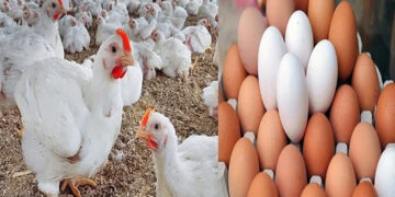 أسعار الدواجن والبيض في الأسواق اليوم السبت