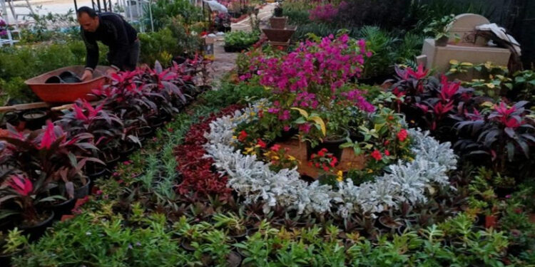 “الزراعة”: ألوان الطبيعة وأعياد الربيع تزين المتحف الزراعي في معرض زهور الربيع 2025