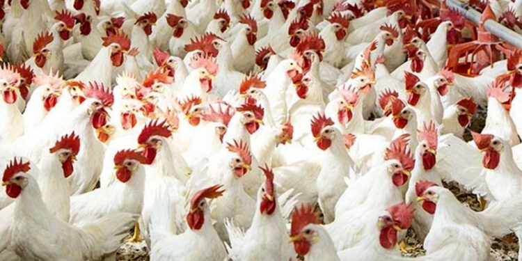 أسعار الدواجن والبيض في الأسواق اليوم السبت