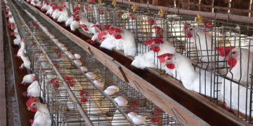 أسعار الدواجن والبيض في الأسواق اليوم الخميس