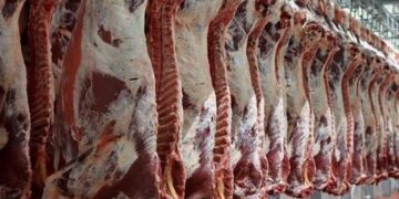 أسعار اللحوم الحمراء اليوم الخميس