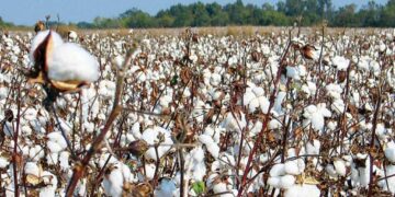 المالية تسدد 3 مليارات جنيه الأسبوع المقبل باقي مستحقات المزارعين الذين وردوا محصول القطن