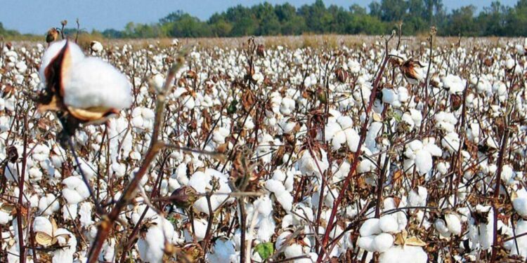 المالية تسدد 3 مليارات جنيه الأسبوع المقبل باقي مستحقات المزارعين الذين وردوا محصول القطن