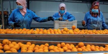 سلامة الغذاء: 250 ألف طن صادرات غذائية.. والسعودية أكبر الأسواق المستقبلة للصادرات الغذائية المصرية