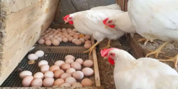 أسعار الدواجن والبيض في الأسواق اليوم الجمعة