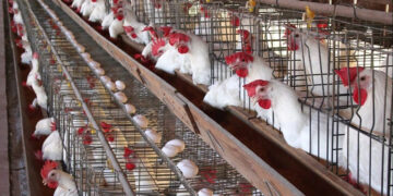 أسعار الدواجن والبيض في الأسواق اليوم السبت