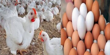 أسعار الدواجن والبيض في الأسواق اليوم السبت