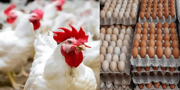 أسعار الدواجن والبيض في الأسواق اليوم الثلاثاء