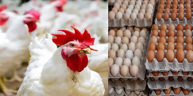 أسعار الدواجن والبيض في الأسواق اليوم الجمعة