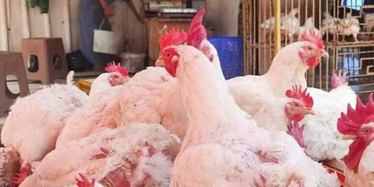 أسعار الدواجن والبيض في الأسواق اليوم الأحد