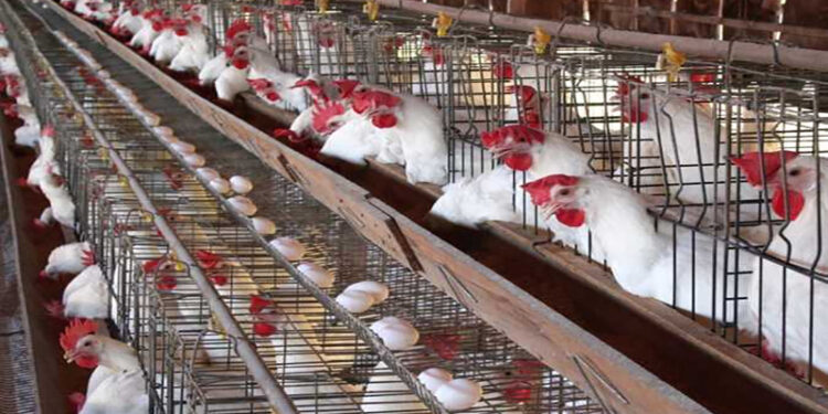 أسعار الدواجن والبيض في الأسواق اليوم الإثنين