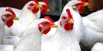 أسعار الدواجن والبيض في الأسواق اليوم الإثنين