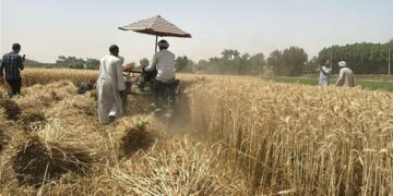 الزراعة: نستهدف الوصول لـ 10 مليون طن قمح هذا العام