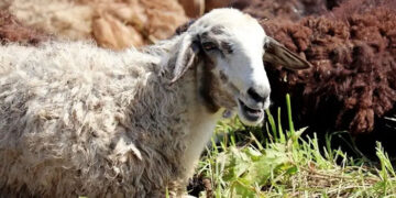 انطلاق حملة صكوك الأضاحي لعام ١٤٤٦هـ / ٢٠٢٥م