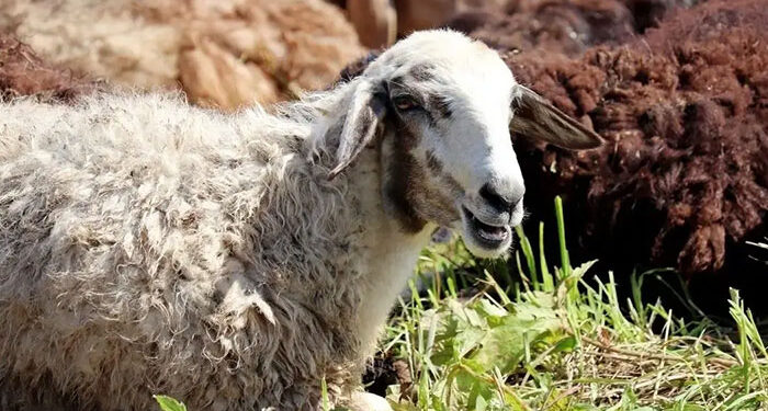 انطلاق حملة صكوك الأضاحي لعام ١٤٤٦هـ / ٢٠٢٥م