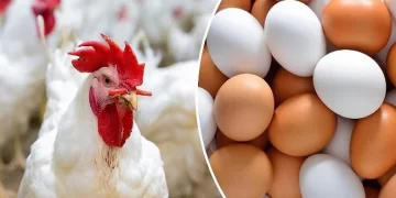 أسعار الدواجن والبيض في الأسواق اليوم الخميس