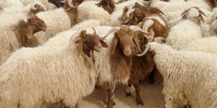 “القابضة للصناعات الغذائية”: بدء افتتاح 21 شادرًا رئيسيًا لبيع الخراف الحية في العديد من المحافظات