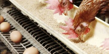 أسعار الدواجن والبيض في الأسواق اليوم الأربعاء