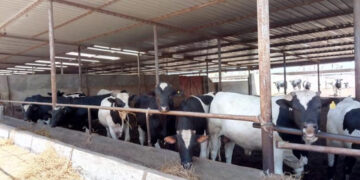 وزير الزراعة يعلن تجاوز تمويل “البتلو” 9.5 مليار جنيه لصالح 44.8 ألف مستفيد