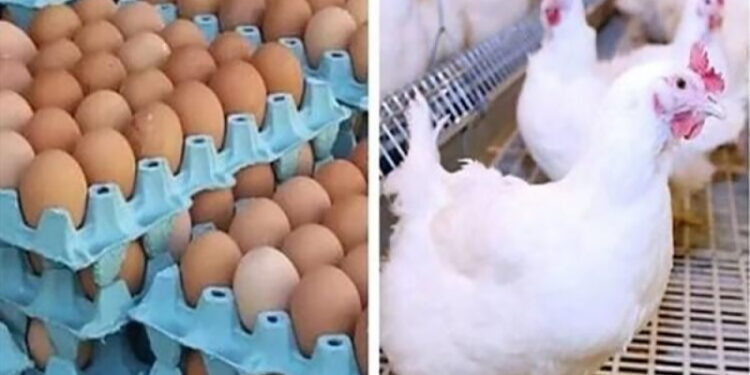 أسعار الدواجن والبيض في الأسواق اليوم السبت