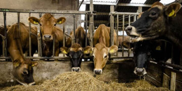 تشخيص وعلاج اكتر من 37 ألف رأس ماشية وتلقيح أكثر من 42 ألف من الجاموس والأبقار