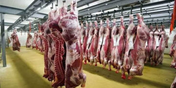 اللحوم الحمراء اليوم الجمعة