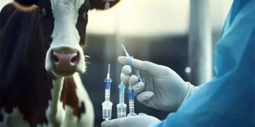 “الزراعة” تواصل جهودها لضمان جودة اللقاحات البيطرية وحماية الثروة الحيوانية خلال عيد الأضحى