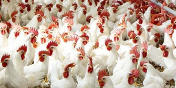 أسعار الدواجن والبيض في الأسواق اليوم الاربعاء