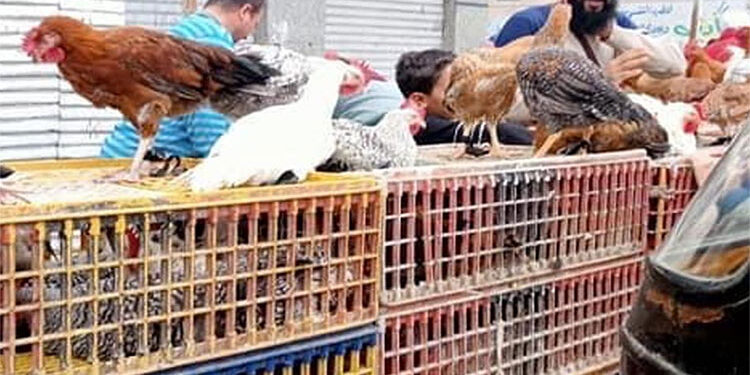 أسعار الدواجن والبيض في الأسواق اليوم الخميس