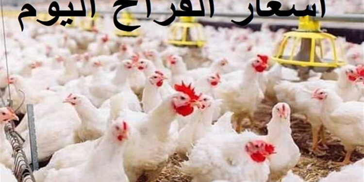 أسعار الدواجن والبيض في مصر اليوم الأحد