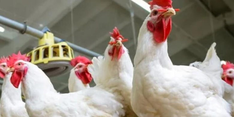 أسعار الدواجن والبيض في الأسواق اليوم السبت