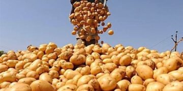 “الزراعة” تعلن فحص أكثر من 1.3 مليون طن بطاطس مائدة معدة للتصدير إلى الخارج منذ بداية الموسم