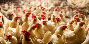 أسعار الدواجن والبيض في مصر اليوم الجمعة