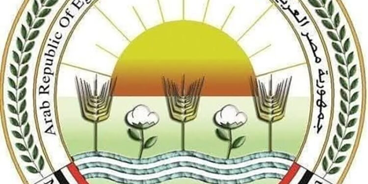 “الزراعة” تعلن عن موافقة الاتحاد الأوروبي على تيسير إجراءات تصدير البطاطس المصرية إليها