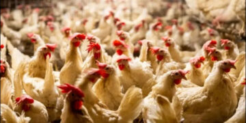 أسعار الدواجن والبيض في مصر اليوم الثلاثاء