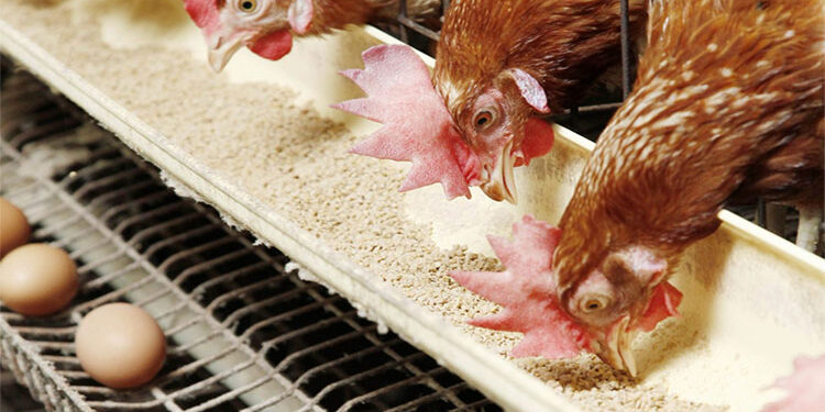 أسعار الدواجن والبيض في مصر اليوم الاربعاء