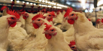 أسعار الدواجن والبيض في مصر اليوم الاربعاء