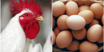 أسعار الدواجن والبيض في مصر اليوم السبت