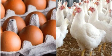 أسعار الدواجن والبيض في مصر اليوم السبت