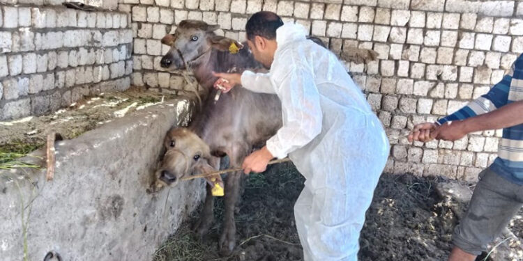 الزراعة: تحصين أكثر من 1.8 مليون رأس ماشية ضمن الحملة القومية ضد الحمى القلاعية وحمى الوادي المتصدع