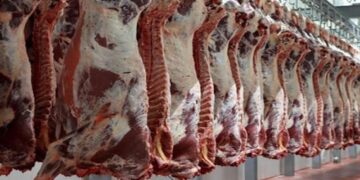 أسعار اللحوم الحمراء اليوم الثلاثاء