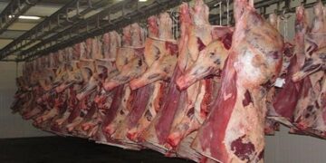 أسعار اللحوم الحمراء اليوم الخميس