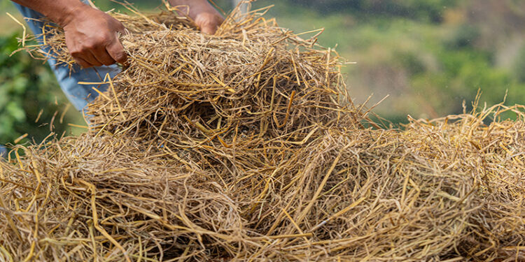 “الزراعة” تواصل جهودها التنسيقية استعدادا لمواجهة حرق قش الأرز.. وتشارك في إجتماع موسع بمحافظة الغربية