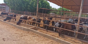 الزراعة تصدر أكثر من 1090 ترخيص تشغيل جديد لأنشطة ومشروعات الإنتاج الحيواني والداجني