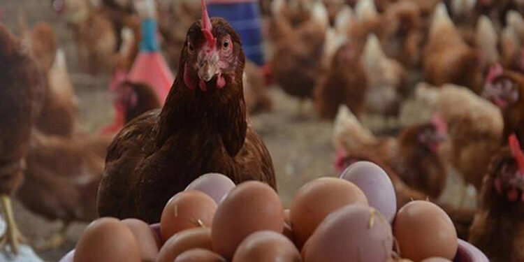 أسعار الدواجن والبيض في مصر اليوم الأحد