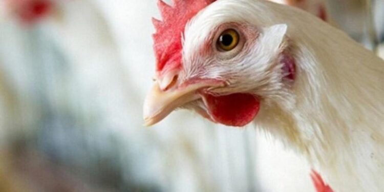 أسعار الدواجن والبيض في مصر اليوم الإثنين