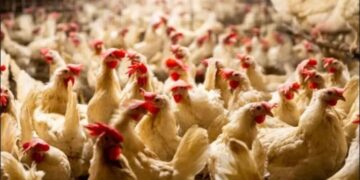 أسعار الدواجن والبيض في مصر اليوم الجمعة