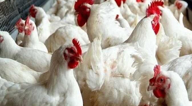 أسعار الدواجن والبيض في مصر اليوم الجمعة